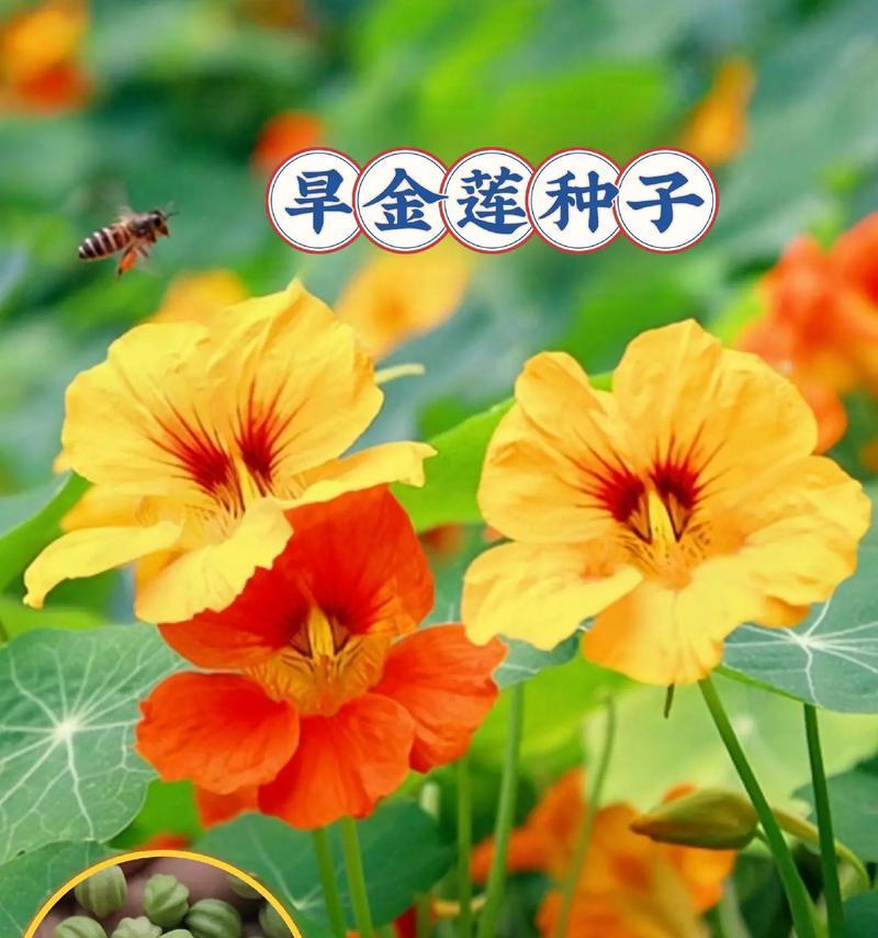 旱金莲播种时每盆放几颗种子合适？
