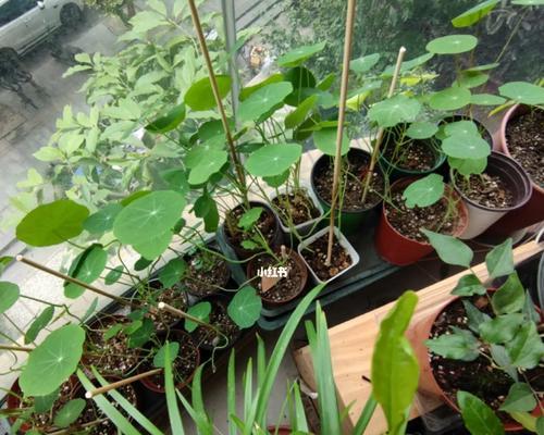 旱金莲播种时每盆放几颗种子合适？