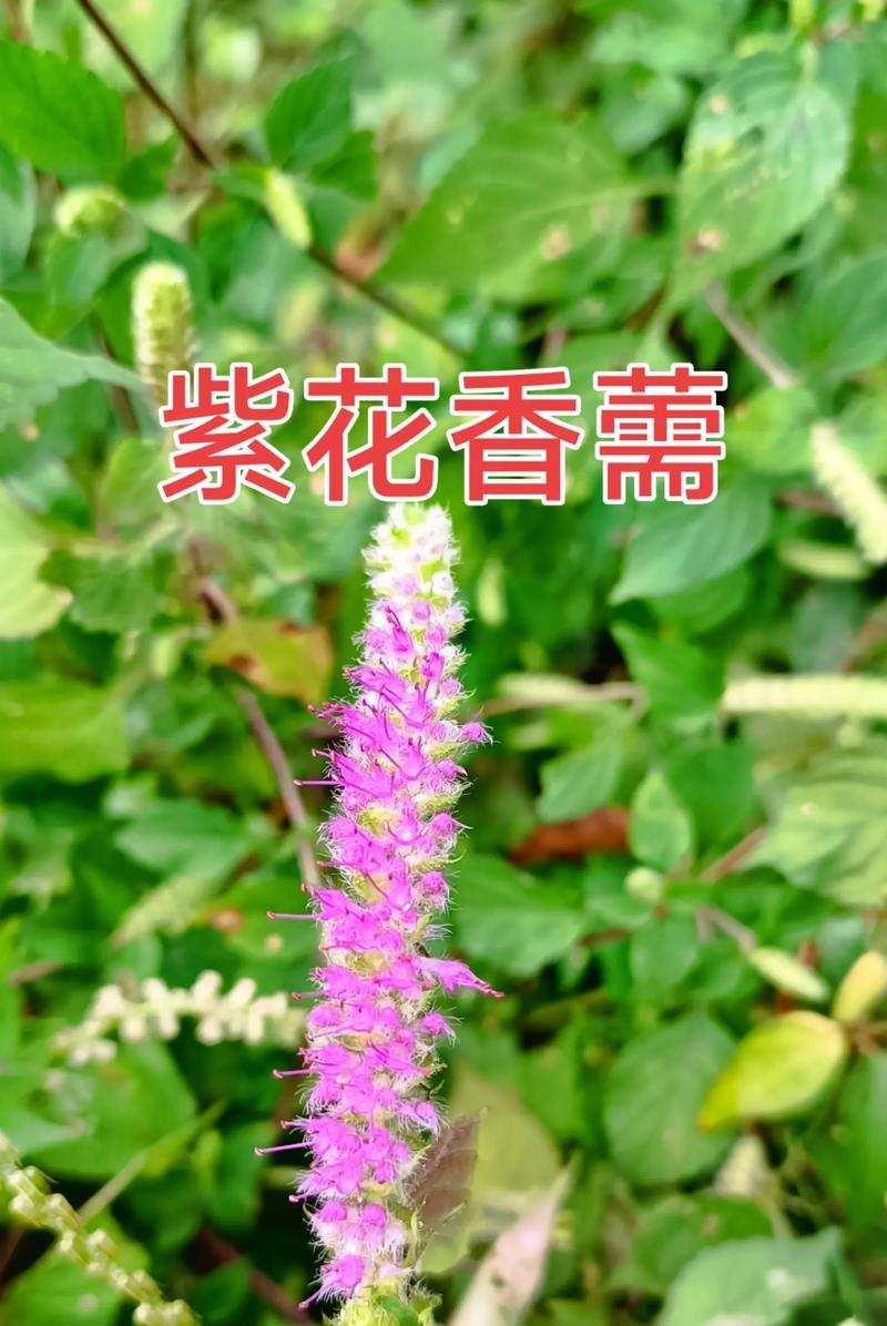 光香薷的种植技巧有哪些？如何确保光香薷的生长质量？