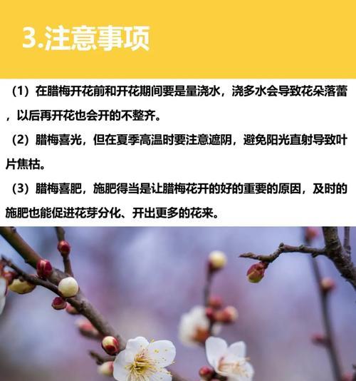 广西可以种植腊梅花吗？腊梅花的种植和养护方法是什么？