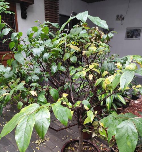 广西可以种植腊梅花吗？腊梅花的种植和养护方法是什么？