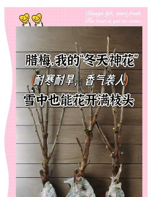 广西可以种植腊梅花吗？腊梅花的种植和养护方法是什么？