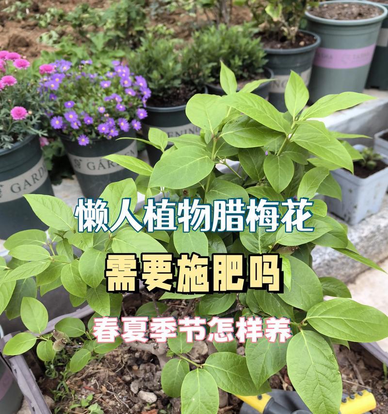 腊梅多久能开花？腊梅开花需要哪些条件？