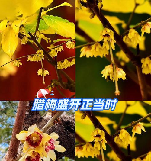 腊梅多久能开花？腊梅开花需要哪些条件？