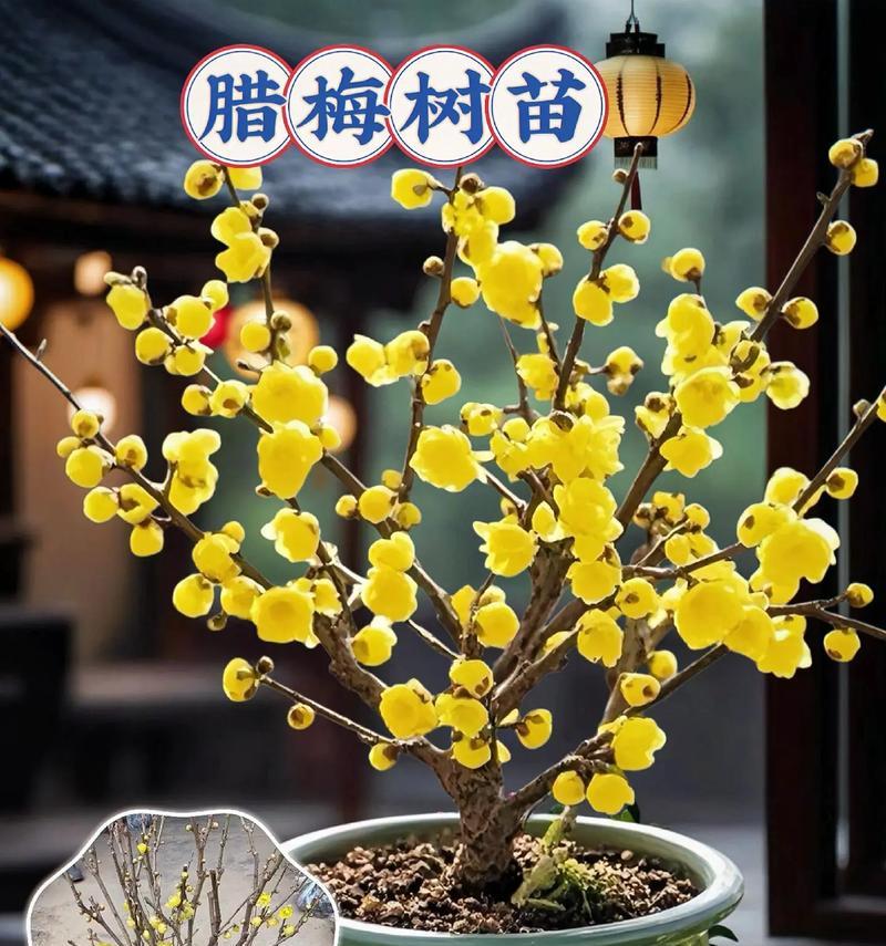 腊梅多久能开花？腊梅开花需要哪些条件？