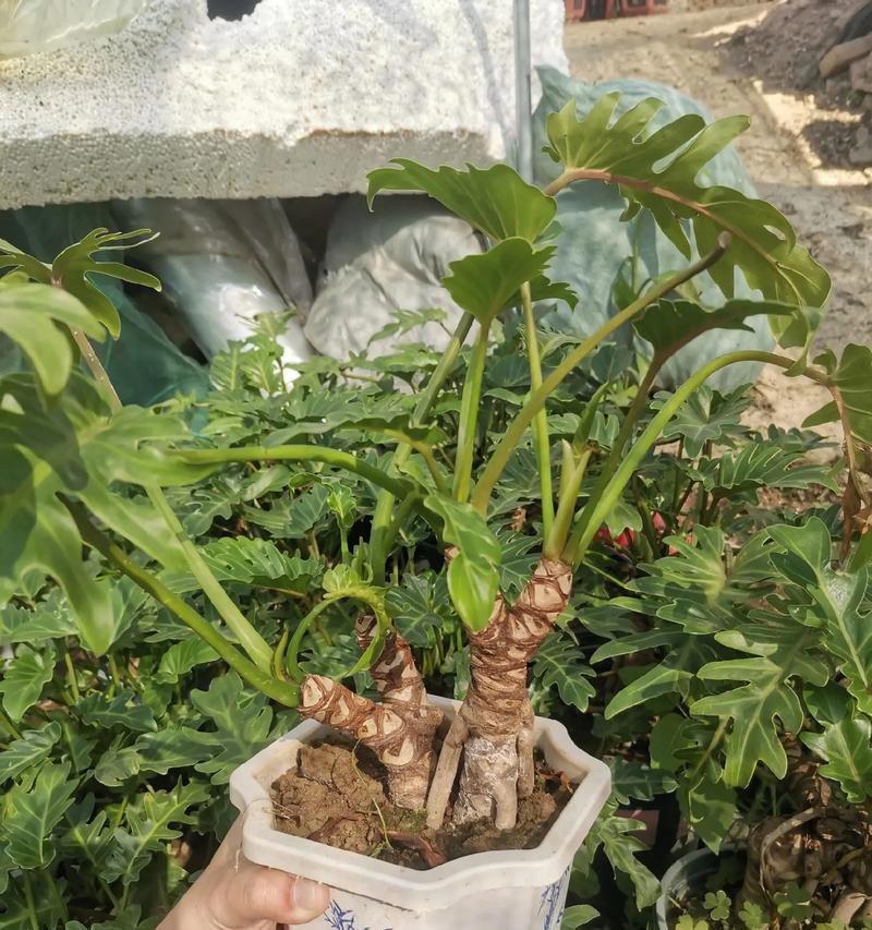 小天使植物如何种植？种植小天使有哪些注意事项？