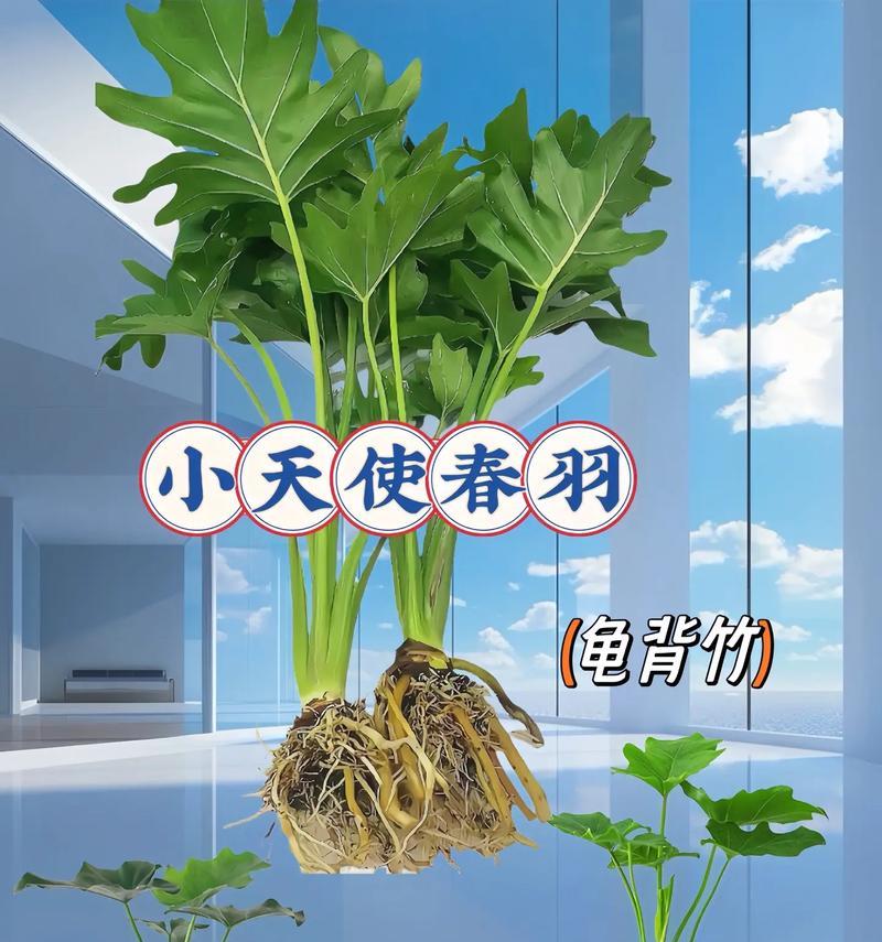 小天使植物如何种植？种植小天使有哪些注意事项？