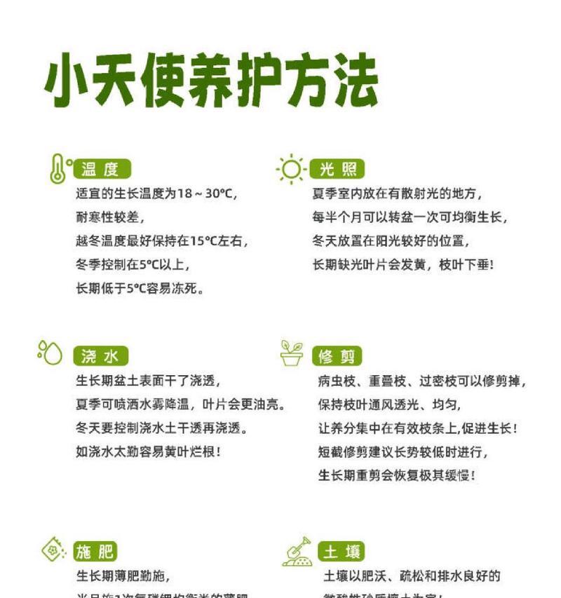小天使植物如何种植？种植小天使有哪些注意事项？