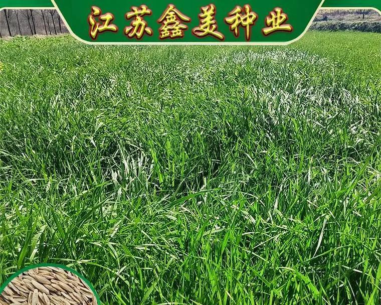 多年生黑麦草种子的种植时间是什么时候？如何进行播种？