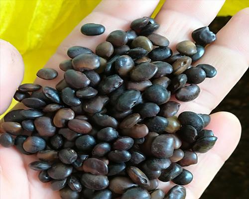种国槐种子什么时候最好？如何提高发芽率？