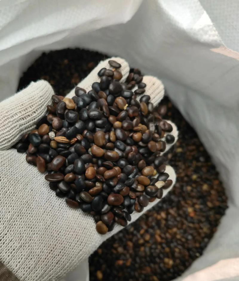 种国槐种子什么时候最好？如何提高发芽率？
