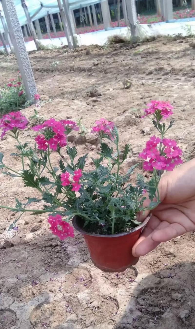 美女樱一平方多少棵？美女樱种植的密度要求是什么？