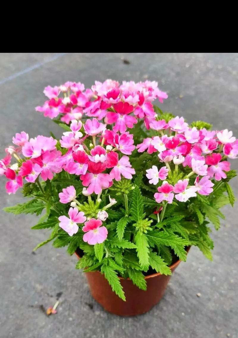 美女樱一平方多少棵？美女樱种植的密度要求是什么？