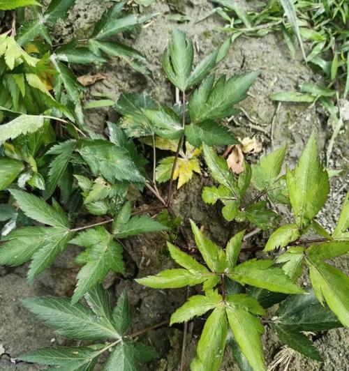 茂汶当归怎么种植？种植时有哪些常见问题？
