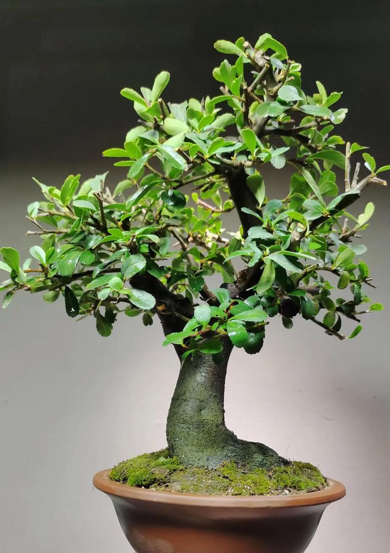 火棘球种植需要注意什么？如何保证火棘球的成活率？
