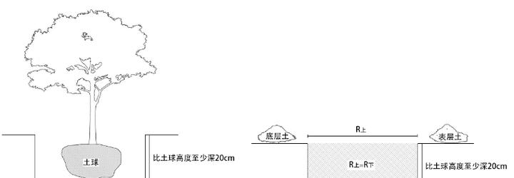 乔木和灌木土球规格怎么定？种植穴的尺寸是多少？