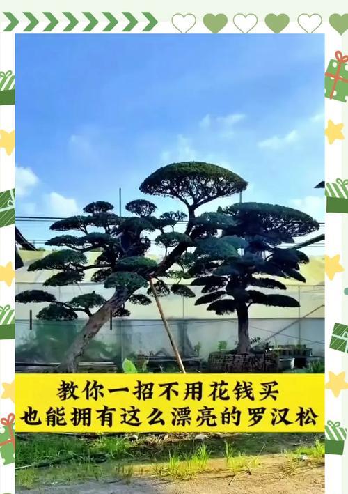 罗汉松怎样种植？罗汉松种植的正确步骤是什么？