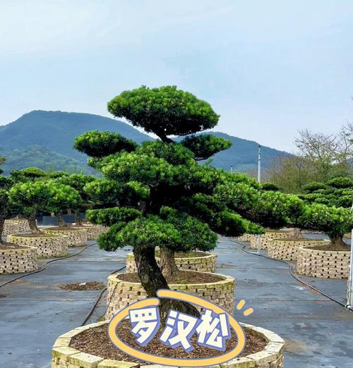 罗汉松怎样种植？罗汉松种植的正确步骤是什么？
