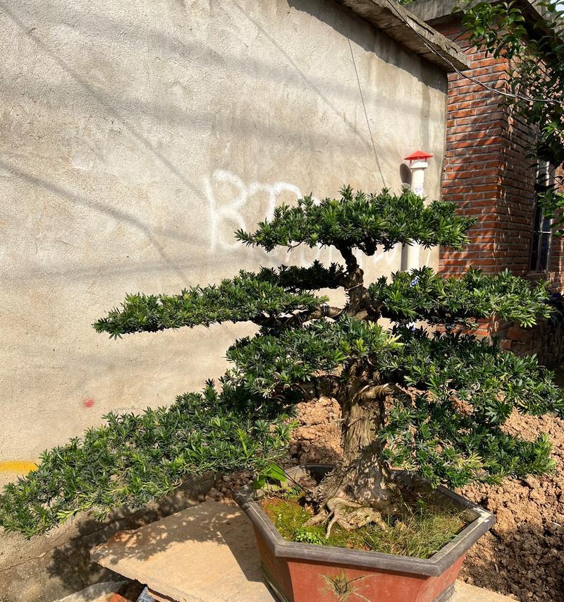 罗汉松怎样种植？罗汉松种植的正确步骤是什么？