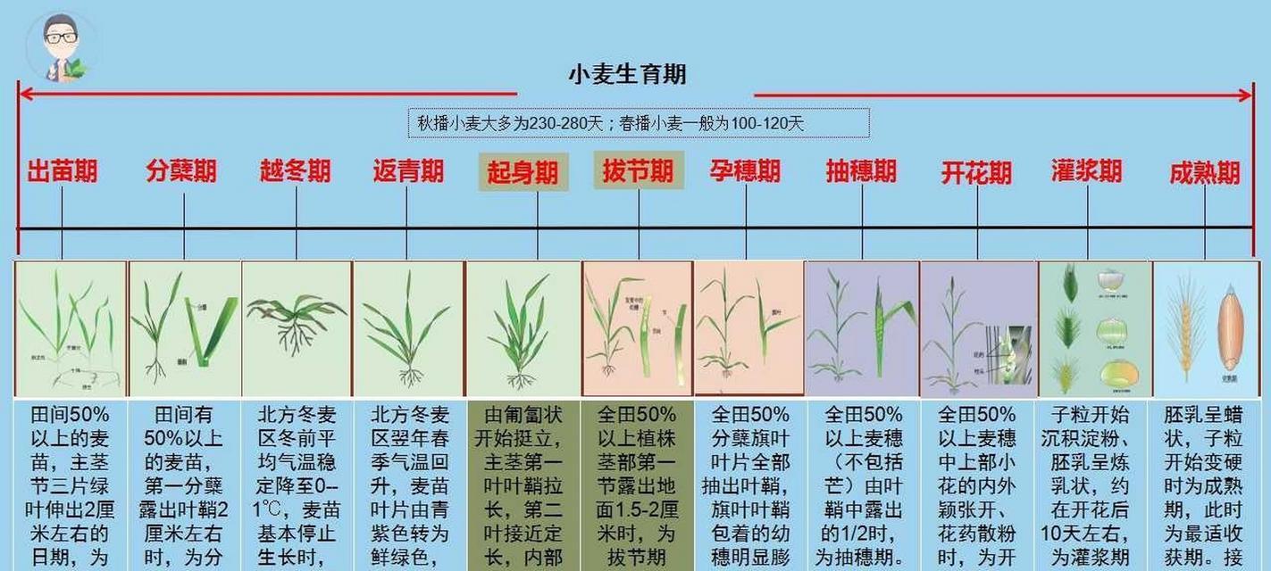 小麦的最佳收割时间是什么时候？