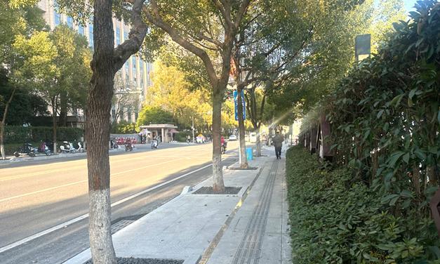 人行道树池适合种植什么草？哪种草既美观又易维护？