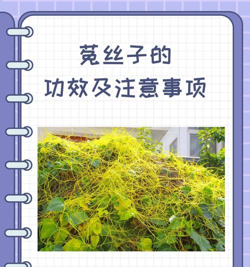 菟丝子最佳采收时间是什么时候？如何提高采收效果？
