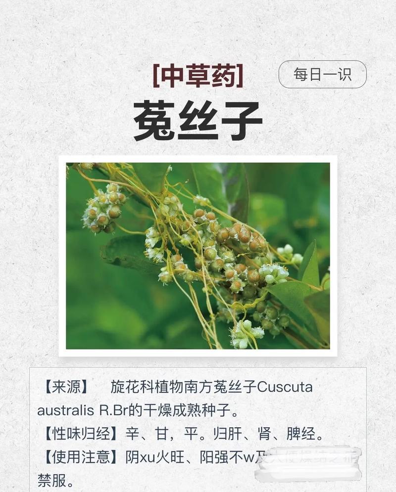 菟丝子最佳采收时间是什么时候？如何提高采收效果？