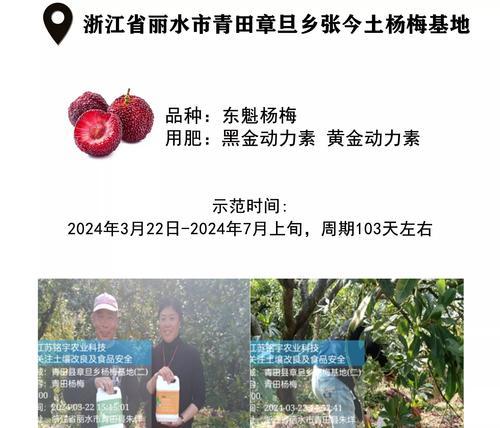 青杨梅的种植需要注意什么？