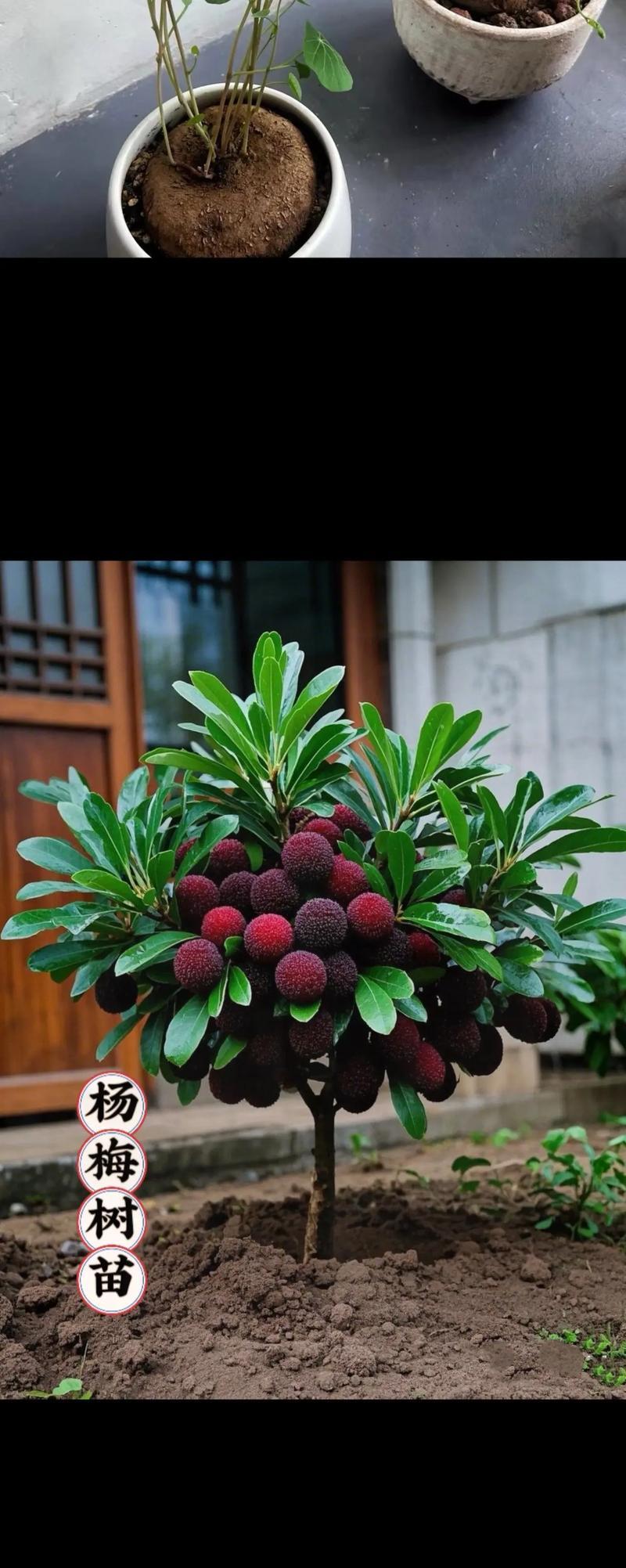 青杨梅的种植需要注意什么？