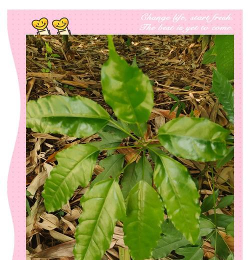 光叶凹脉鹅掌柴有什么特点？如何正确种植和养护？