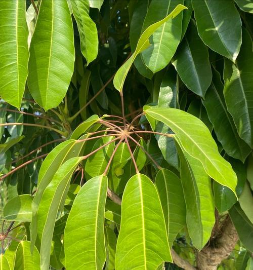 光叶凹脉鹅掌柴有什么特点？如何正确种植和养护？