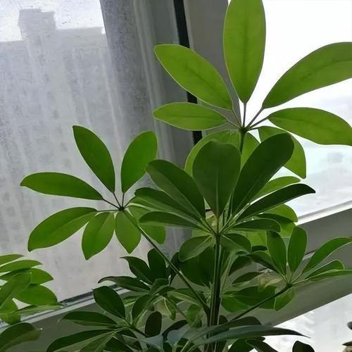光叶凹脉鹅掌柴有什么特点？如何正确种植和养护？