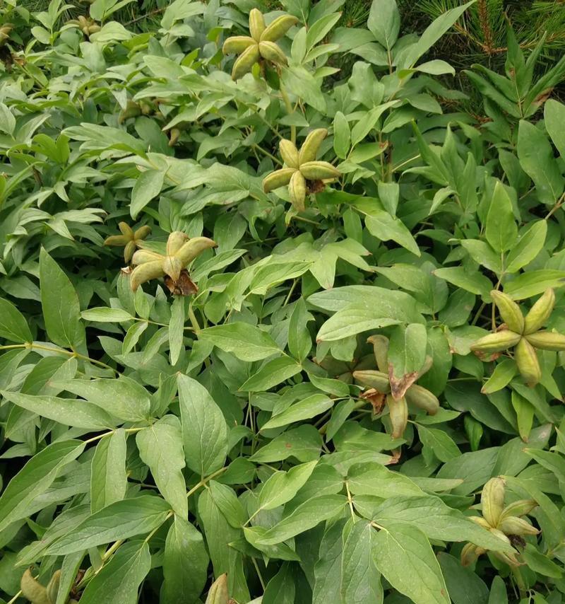 5月种植牡丹花种子需要注意什么？
