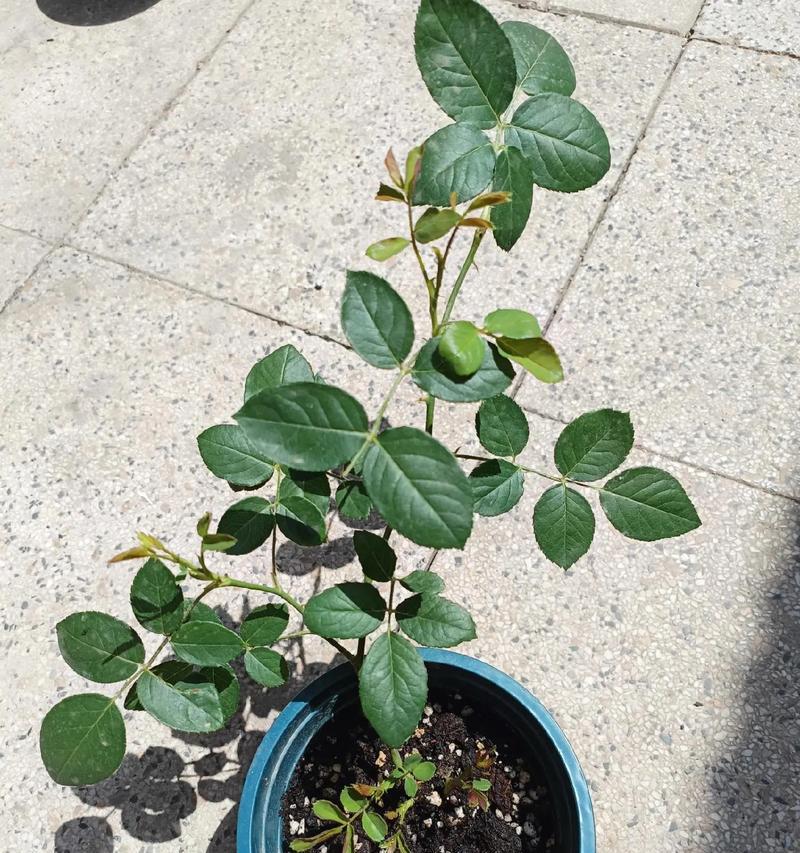 月季花种子最佳播种时间是什么时候？如何确保月季花种子的成活率？