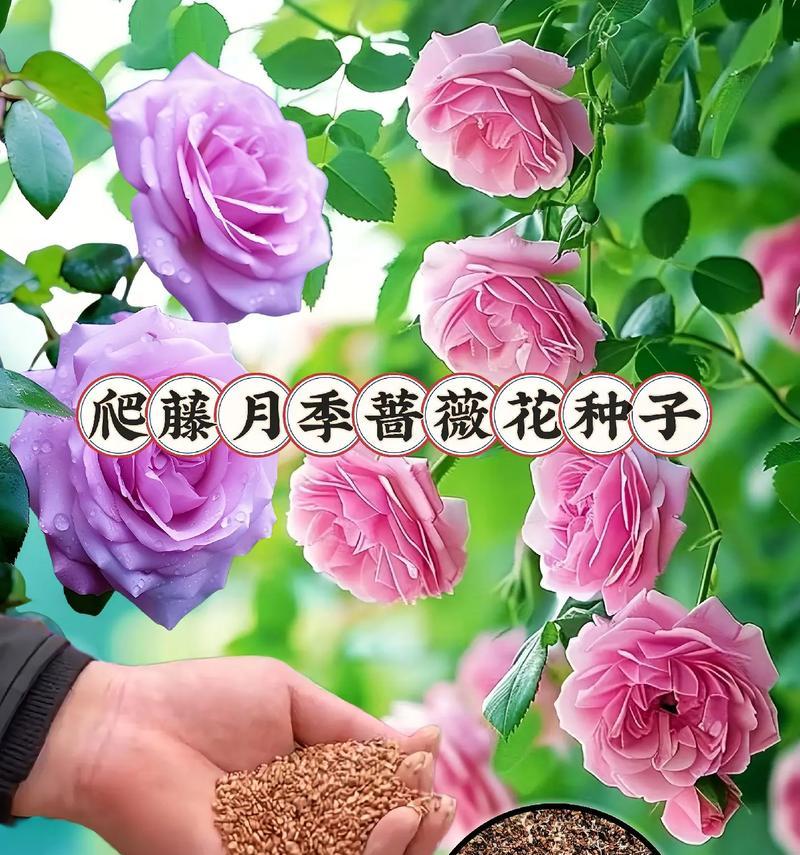 月季花种子最佳播种时间是什么时候？如何确保月季花种子的成活率？