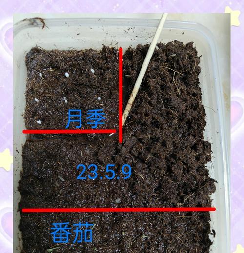 月季花种子最佳播种时间是什么时候？如何确保月季花种子的成活率？