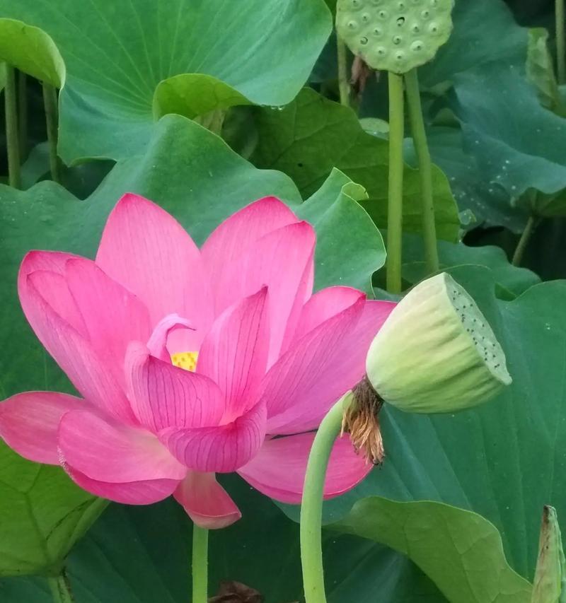 東北地区的荷花何时开花？荷花开花前需要做哪些准备？
