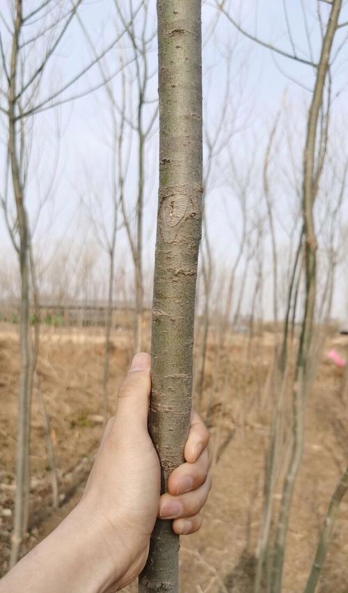 馒头柳的种植和养护需要注意什么？