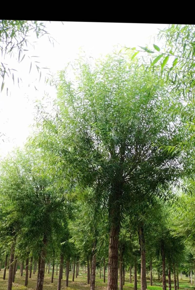 馒头柳的种植和养护需要注意什么？