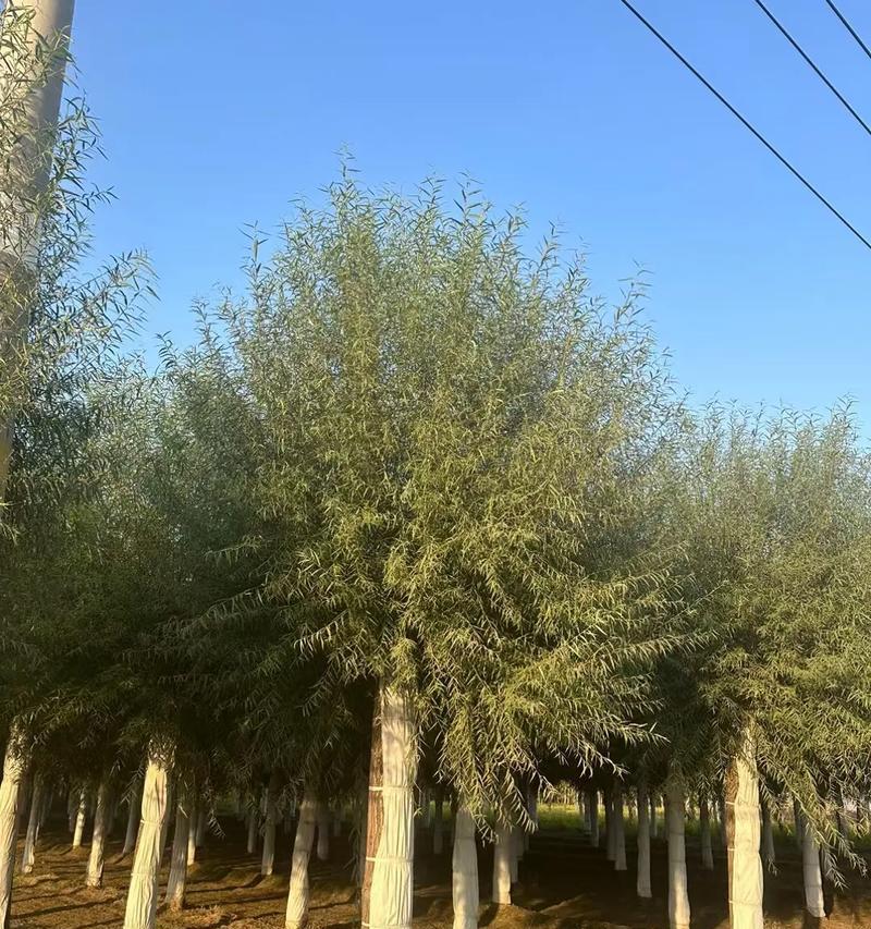 馒头柳的种植和养护需要注意什么？
