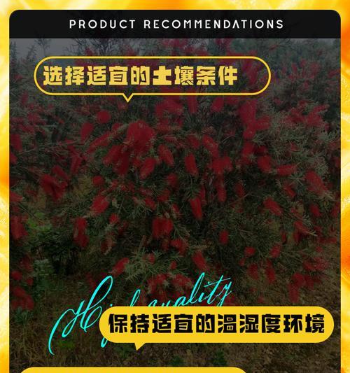 红千层种植需要注意哪些要点？如何确保其成活率？