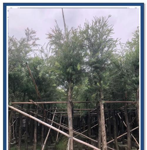 红千层种植需要注意哪些要点？如何确保其成活率？