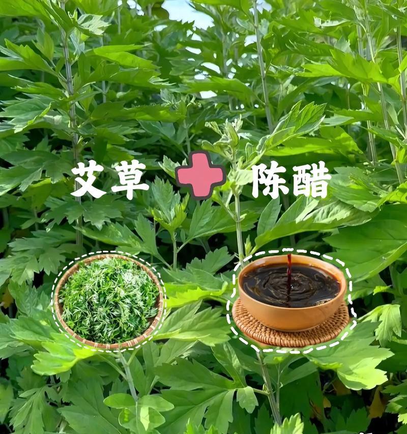 艾草对养鹅有哪些好处？艾草在鹅养殖中的应用是什么？