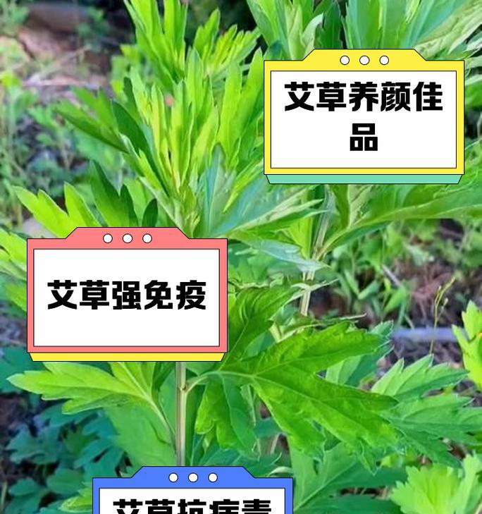 艾草对养鹅有哪些好处？艾草在鹅养殖中的应用是什么？