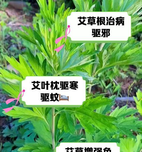 艾草对养鹅有哪些好处？艾草在鹅养殖中的应用是什么？