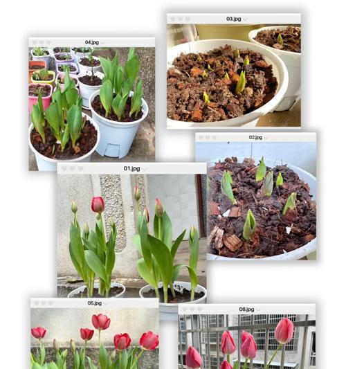 郁金香如何种植？种植郁金香有哪些步骤？