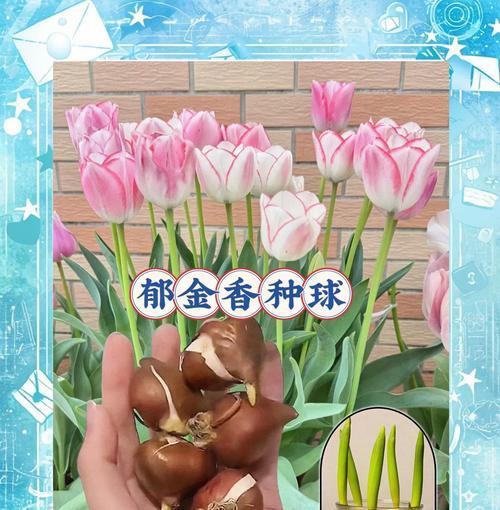 郁金香如何种植？种植郁金香有哪些步骤？