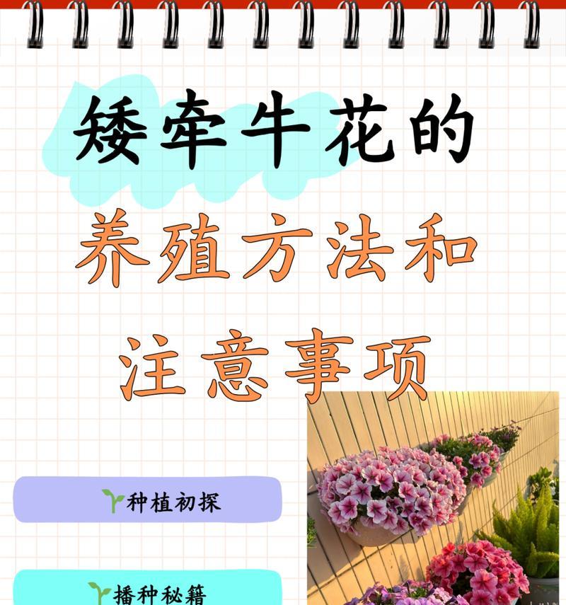 哪些花草适合在坡地上种植？种植时要注意什么？