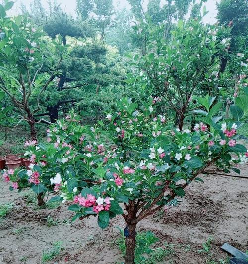 江苏沭阳有哪些花树？沭阳花树的种植方法是什么？