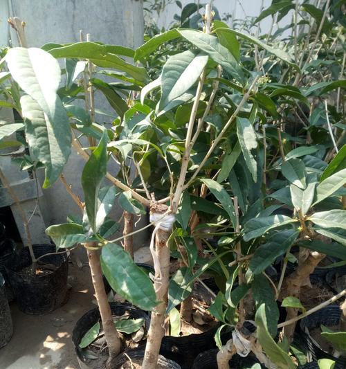 江苏沭阳有哪些花树？沭阳花树的种植方法是什么？